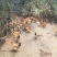 龙城跑山鸡