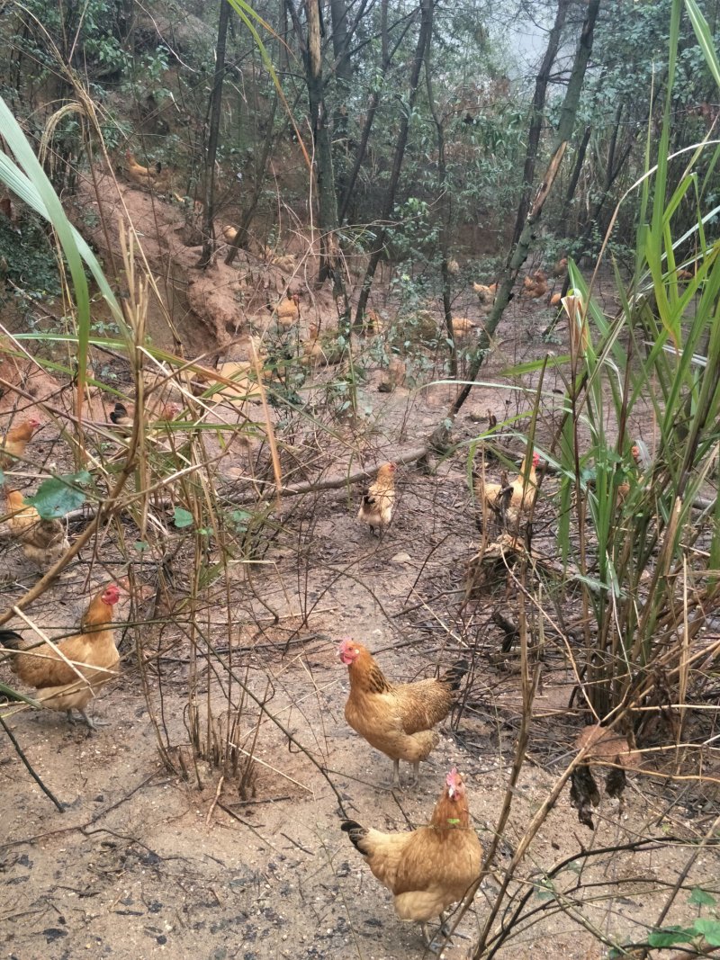 龙城跑山鸡