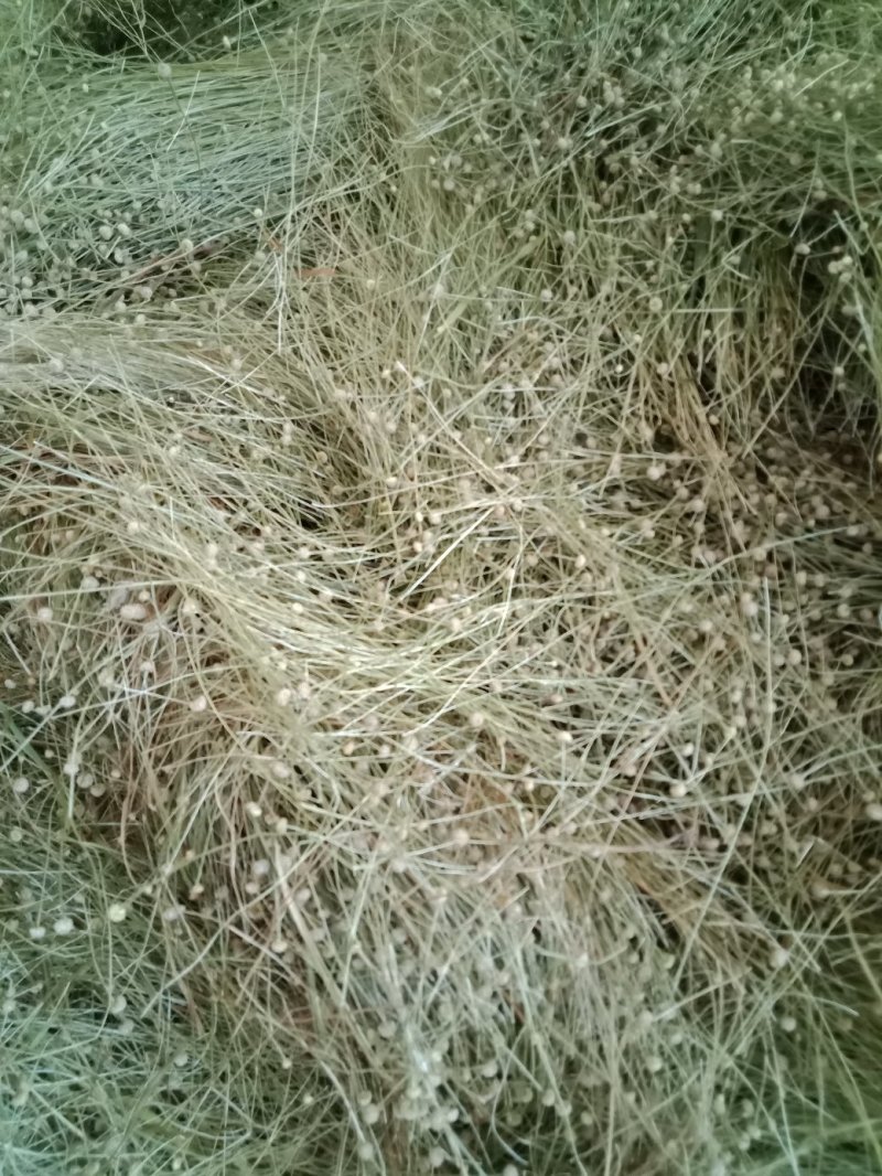达标谷精草