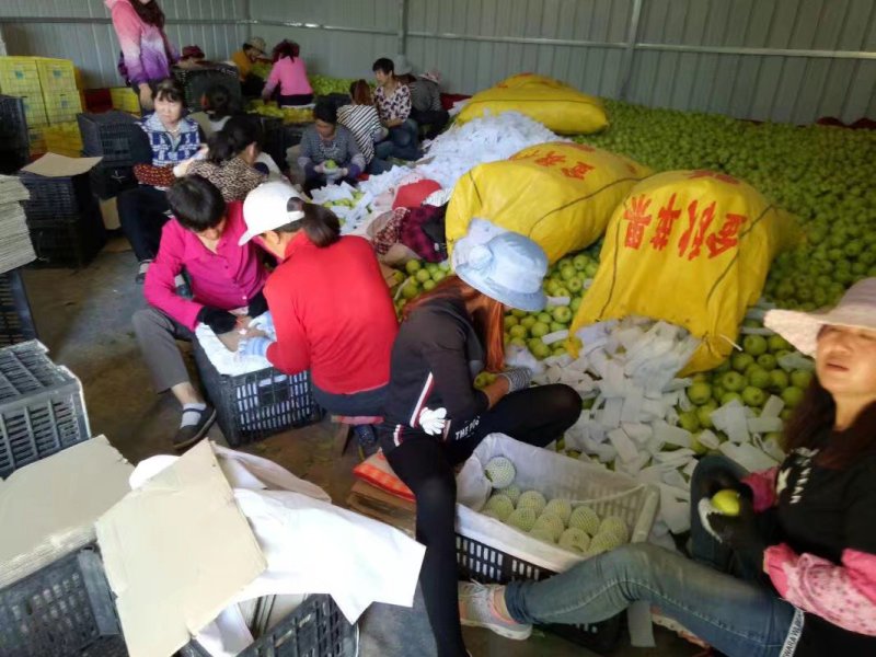 甘肃省会宁县旭日果品收购合作社