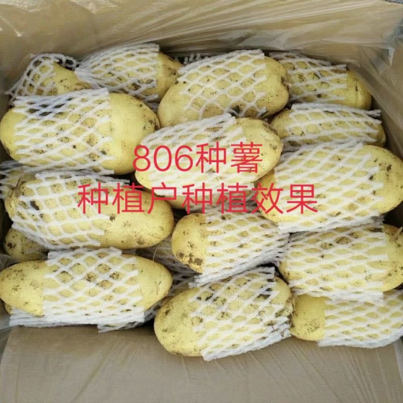 全国包邮！优质脱毒原种！高产、抗病强！适合四季种植！
