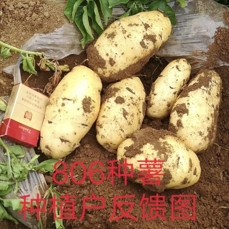 全国包邮！优质脱毒原种！高产、抗病强！适合四季种植！