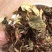 金线莲,道地药材,质优价实,品质保证,药典标准一公斤起批