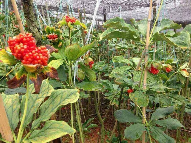 重楼野生重楼种子颠重楼种子七叶一枝花种子高杆重楼种子产地