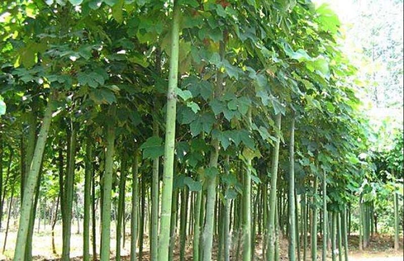 梧桐树梧桐树种青皮梧桐种子法国梧桐树种子园林绿化道路绿化