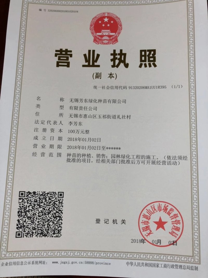 梧桐树梧桐树种青皮梧桐种子法国梧桐树种子园林绿化道路绿化
