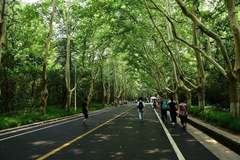 梧桐树梧桐树种青皮梧桐种子法国梧桐树种子园林绿化道路绿化
