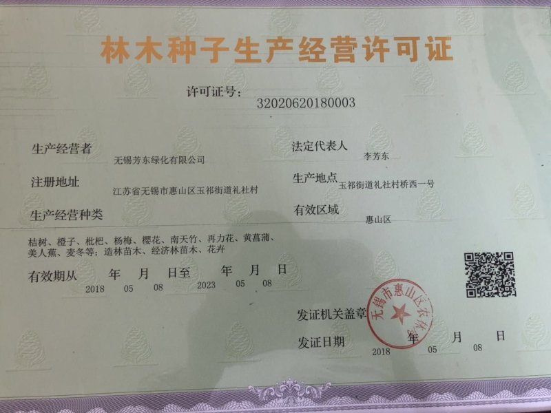 梧桐树梧桐树种青皮梧桐种子法国梧桐树种子园林绿化道路绿化