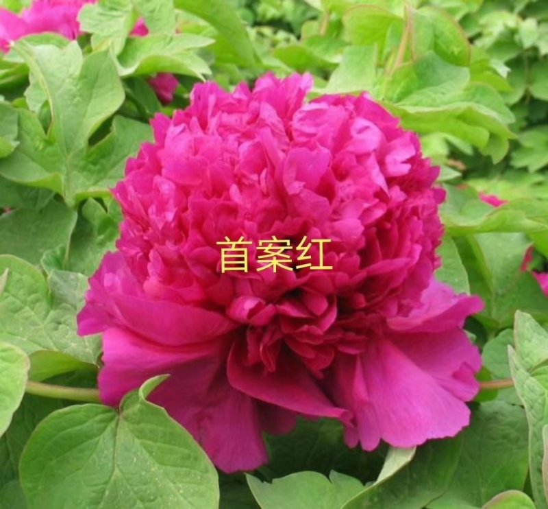 洛阳牡丹八年大苗，带花苞出售！九大色系品种齐全！包成活