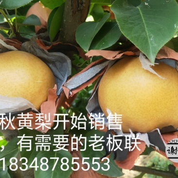 【刘氏果园】晚秋黄梨口感好果型美