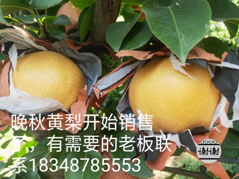 【刘氏果园】晚秋黄梨口感好果型美