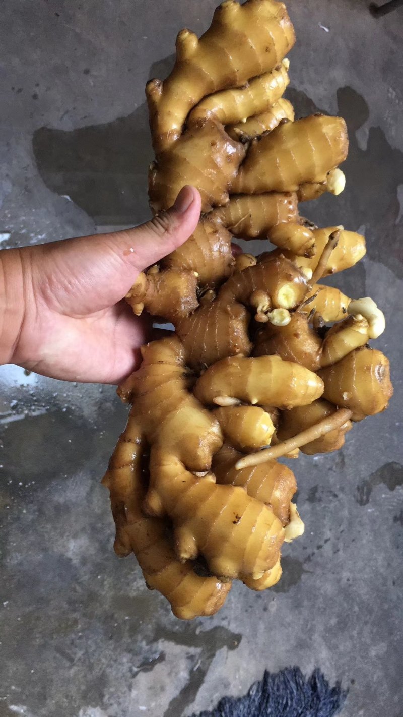 【优选】山东生姜产地大黄姜批发产地直发保质保量