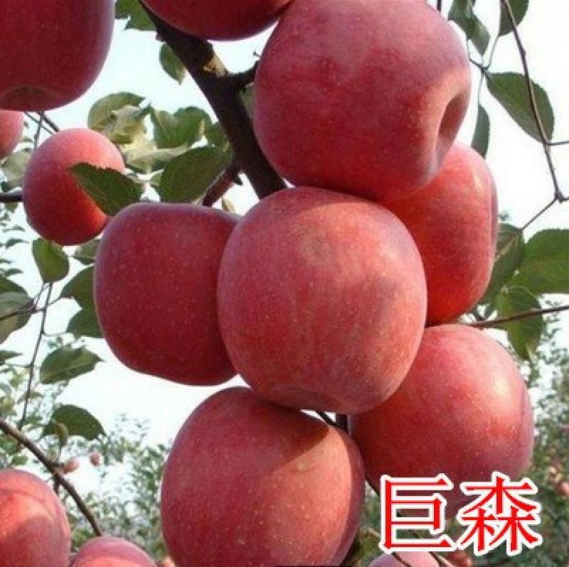 红星苹果