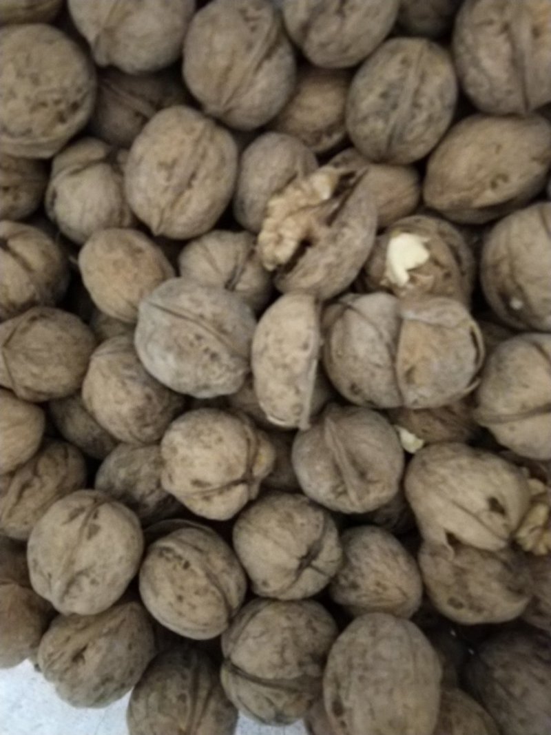 老树核桃，营养价值高高