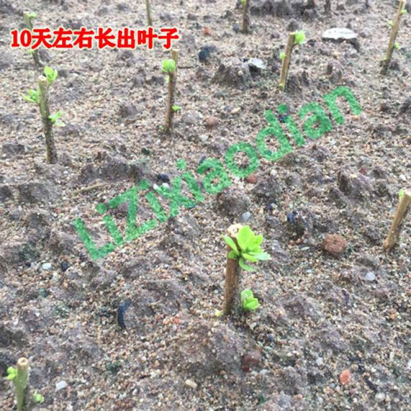 100根装新鲜叶用枸杞枝不带根插枝种植吃叶枸杞苗