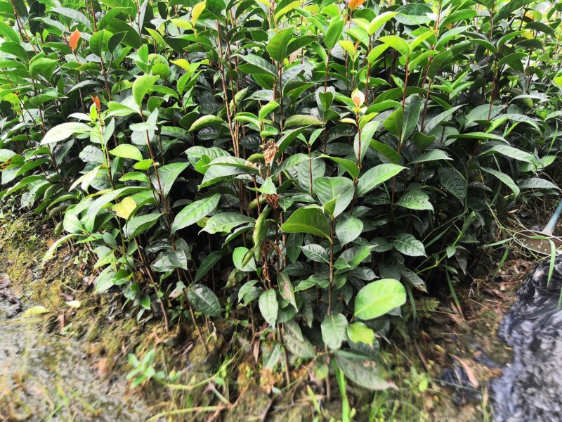 油茶苗红花油茶苗大果红花油茶苗红花油茶树苗