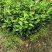 油茶苗红花油茶苗大果红花油茶苗红花油茶树苗