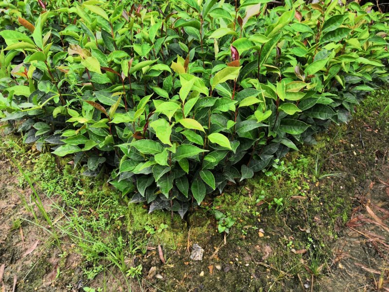油茶苗红花油茶苗大果红花油茶苗红花油茶树苗