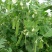 高产604荷兰豆种子营养美味大荚型大田用种