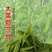 高产604荷兰豆种子营养美味大荚型大田用种