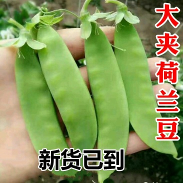 高产604荷兰豆种子营养美味大荚型大田用种