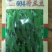 高产604荷兰豆种子营养美味大荚型大田用种