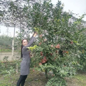 柠檬