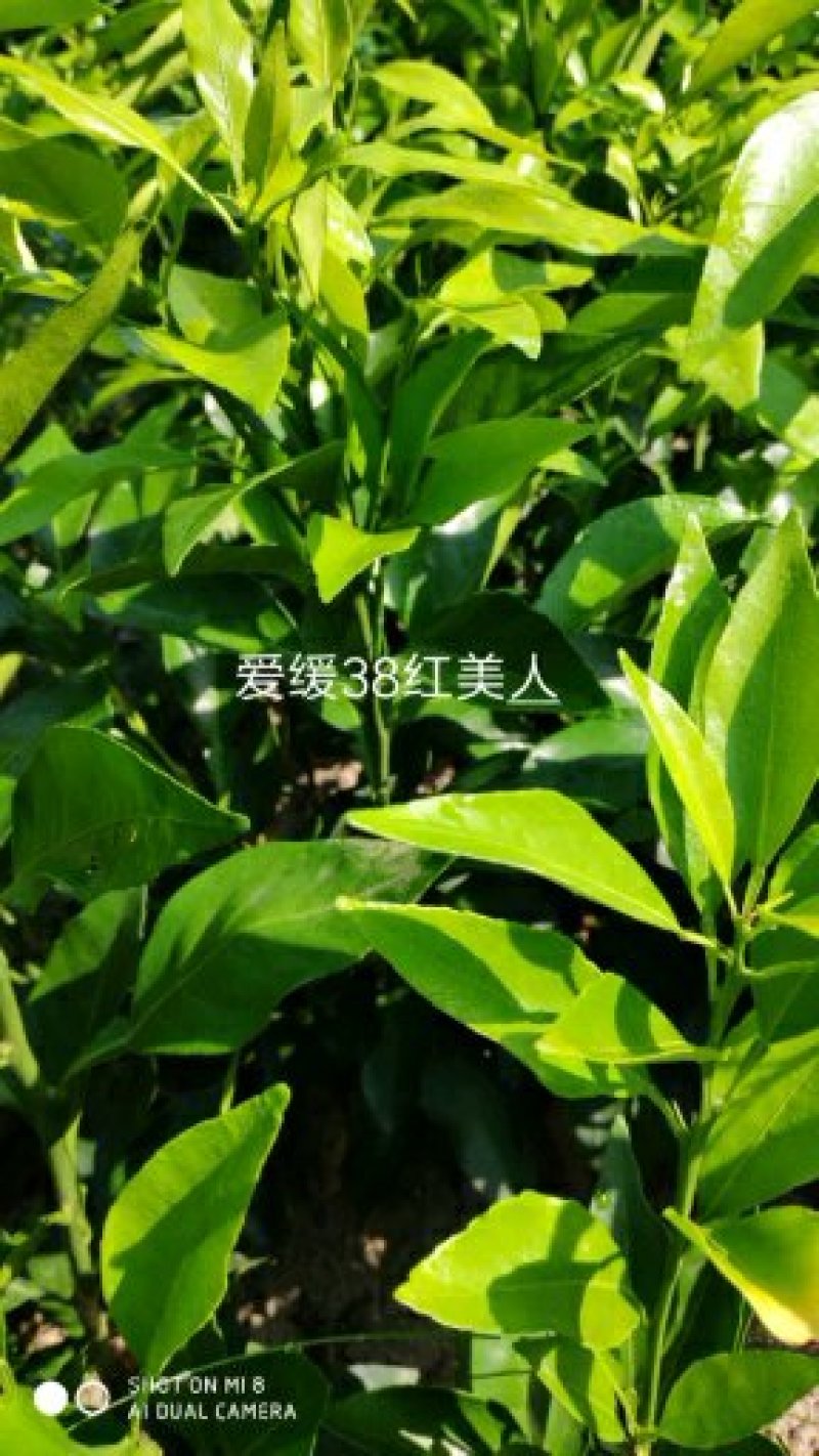 纽荷尔脐橙苗，苗木清秀，签订合同
