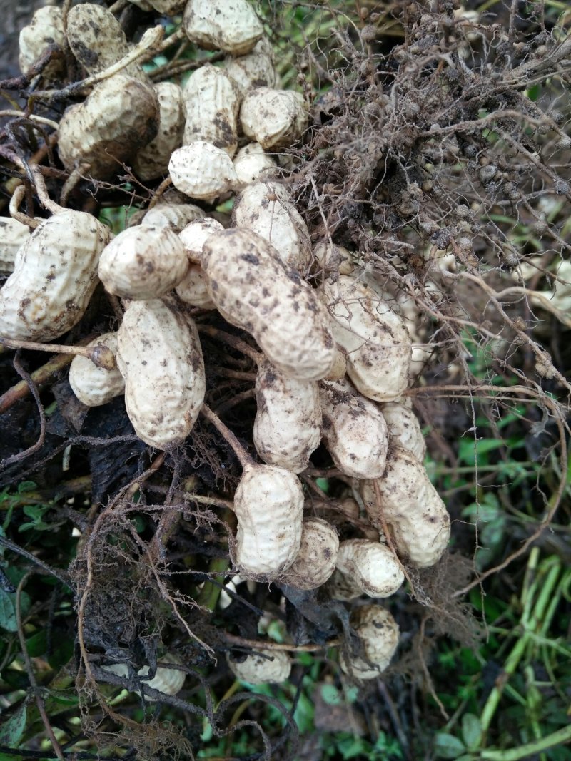 新鲜花生，大量种植，颗粒大，保米
