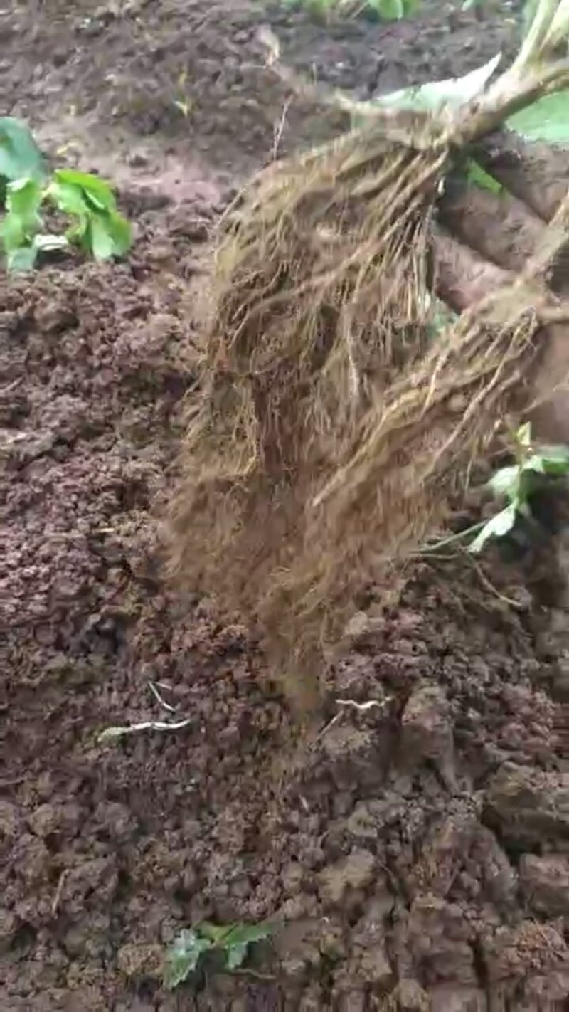 牛奶奶油甜宝章姬草莓苗沙地苗