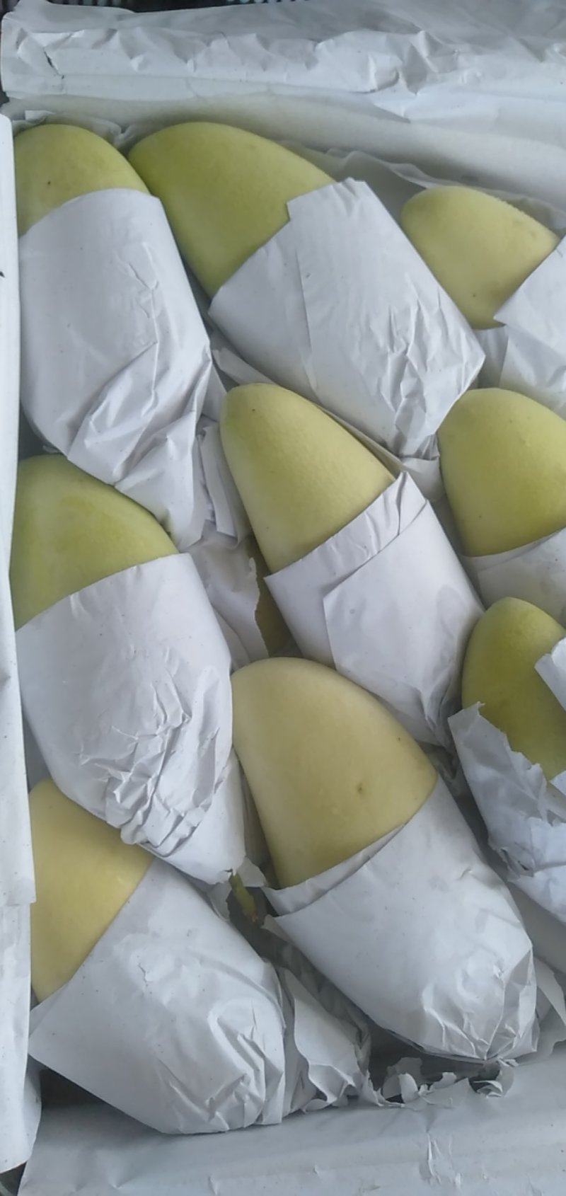 越南进口金煌芒核小无纤维