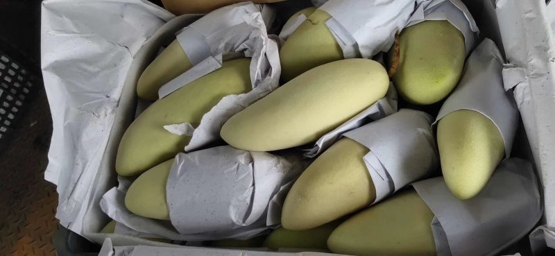 越南进口金煌芒核小无纤维