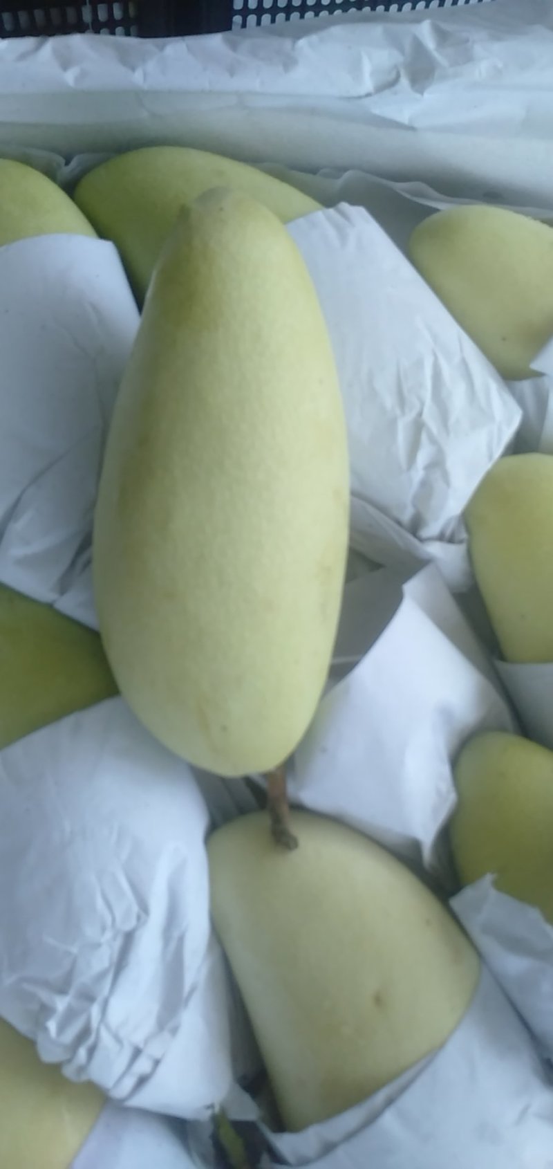 越南进口金煌芒核小无纤维