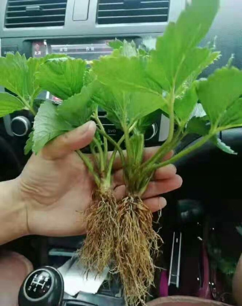 淡雪草莓苗种苗和生产苗保证品种，外粉色水晶白肉特甜