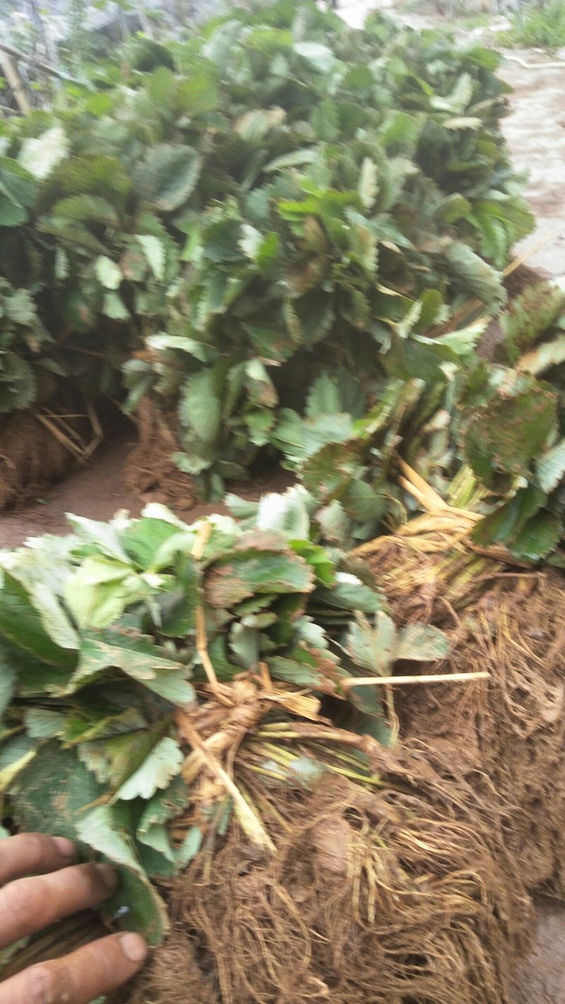 淡雪草莓苗种苗和生产苗保证品种，外粉色水晶白肉特甜
