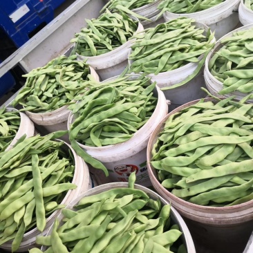 【热销】新乐大棚种植基地一手货源豆角