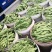 【热销】新乐大棚种植基地一手货源豆角