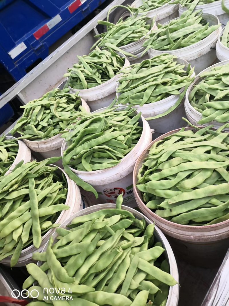 【热销】新乐大棚种植基地一手货源豆角