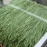 【热销】新乐大棚种植基地一手货源豆角