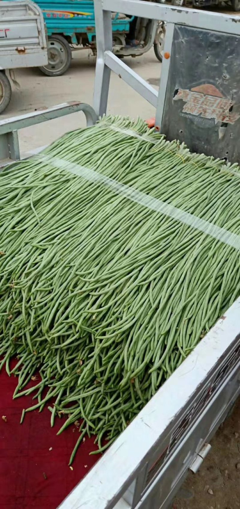 【热销】新乐大棚种植基地一手货源豆角