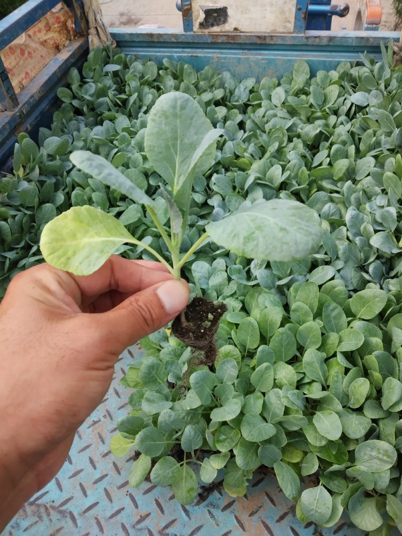 露地越冬耐寒有机松花菜苗，菜花苗有机80-108天花菜苗