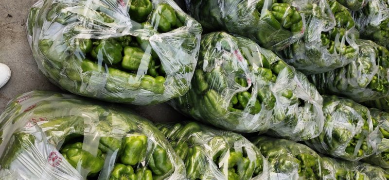 【推荐】新乐大棚蔬菜精品尖椒一手货源常年代收