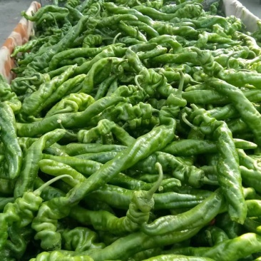 【推荐】新乐大棚蔬菜精品尖椒一手货源常年代收