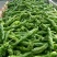 【推荐】新乐大棚蔬菜精品尖椒一手货源常年代收
