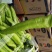 【推荐】新乐大棚蔬菜精品尖椒一手货源常年代收