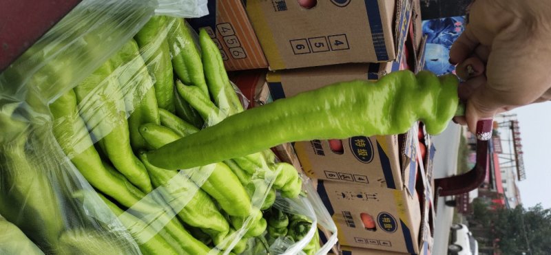 【推荐】新乐大棚蔬菜精品尖椒一手货源常年代收