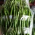 【推荐】新乐大棚蔬菜精品尖椒一手货源常年代收