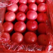 【推荐】沙土地西红柿一手货源适合乡镇超市