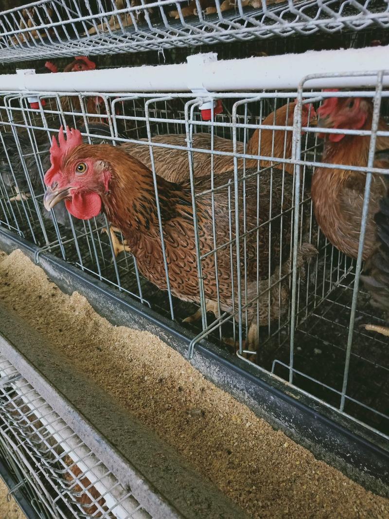 新北麻鸡白羽速生鸡几十万只养殖公鸡母鸡整车代收发山西运城