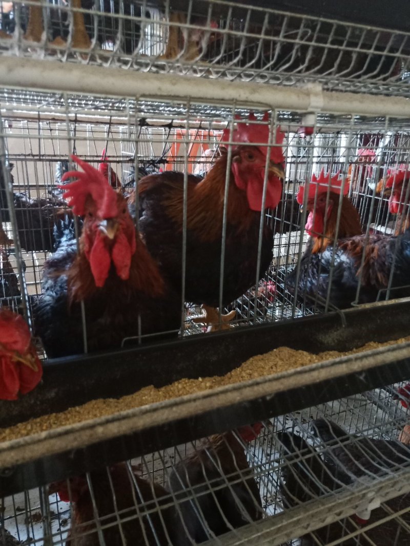 新北麻鸡白羽速生鸡几十万只养殖公鸡母鸡整车代收发山西运城